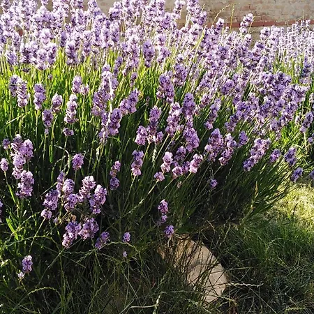 Guest house Sobe Gajic Sremski Karlovci