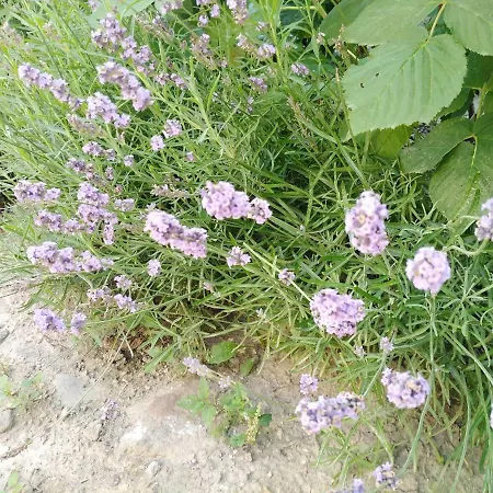 Sobe Gajic Sremski Karlovci