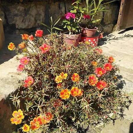 Sobe Gajic Gæstehus Sremski Karlovci